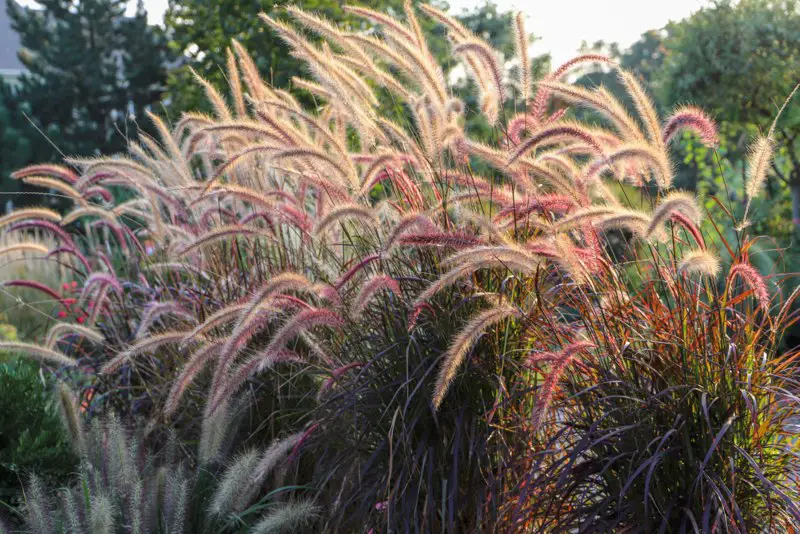 Fountain-Grass