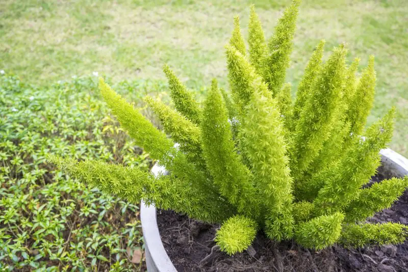 Foxtail Fern