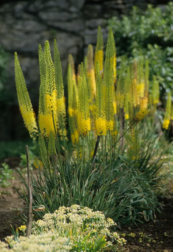 Foxtail Lily