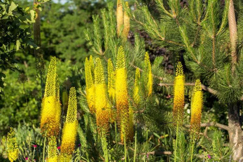 Foxtail-lilies_(Eremurus)