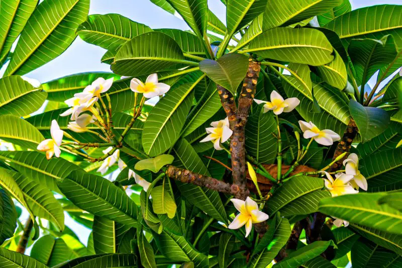 Frangipani-Tree-(Plumeria)