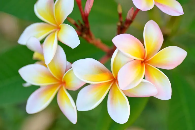 Frangipani