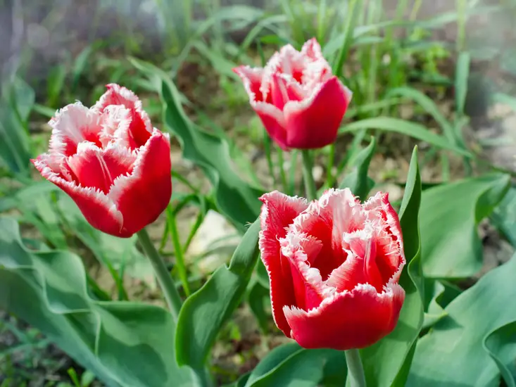 Fringed tulips