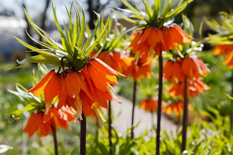 Fritillaria