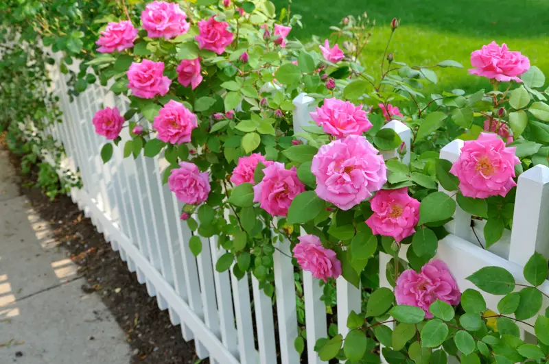 Garden Fence Pink Roses