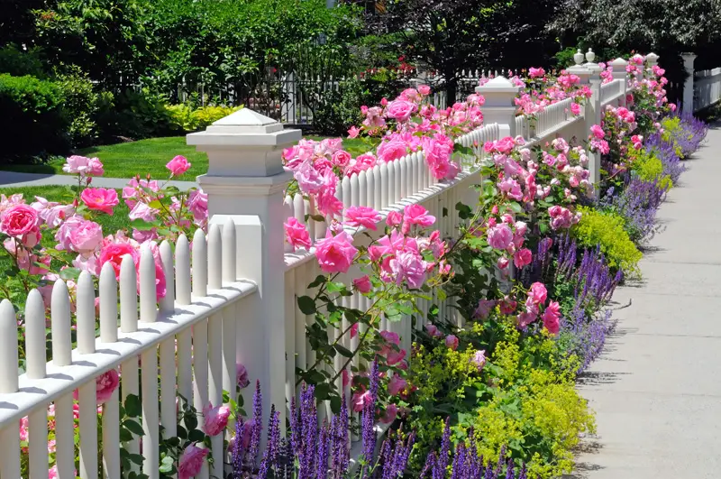 Garden Fence Pink Roses Sage Speedwell Catmint