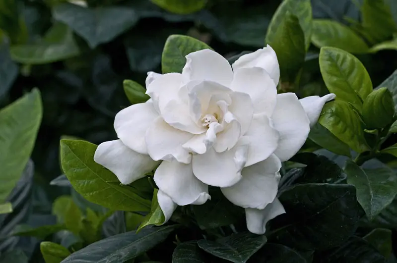 Gardenia Augusta