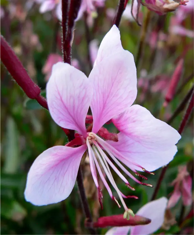 Gaura