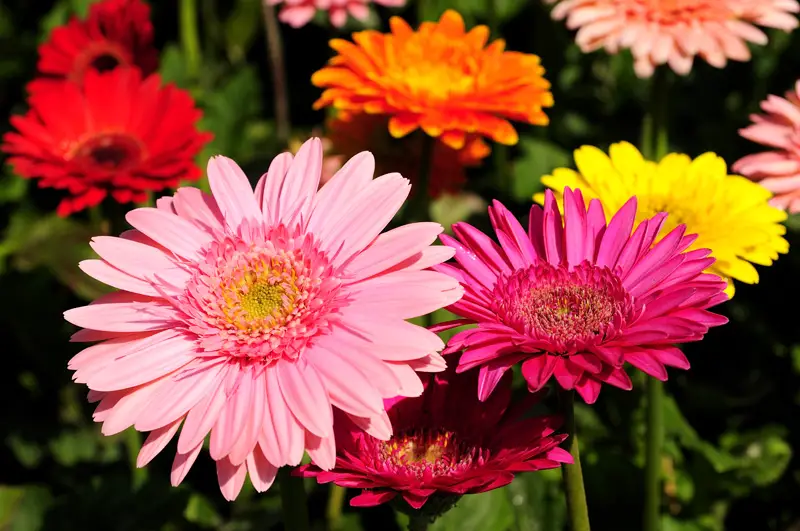 Gerbera Daisies