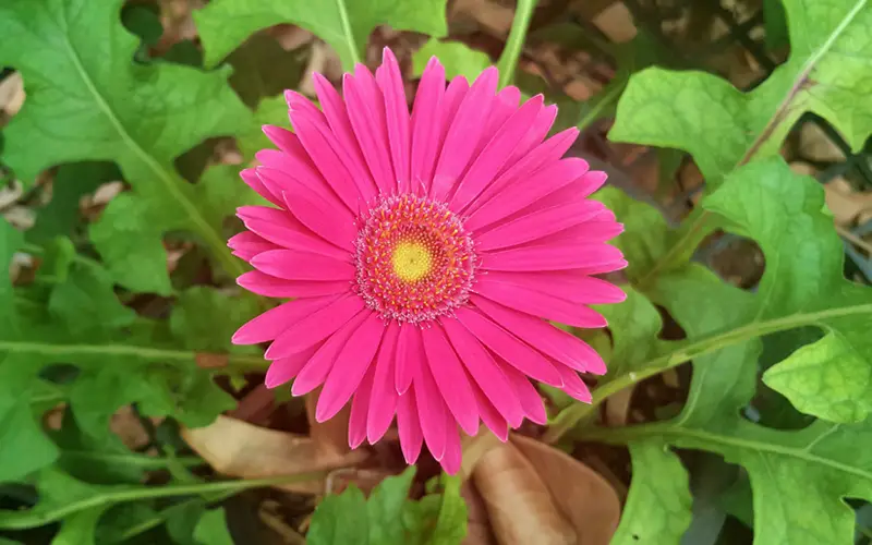 Gerbera-Daisy-01