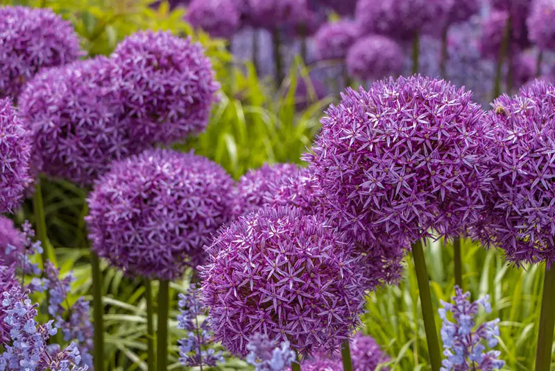 Giant Allium