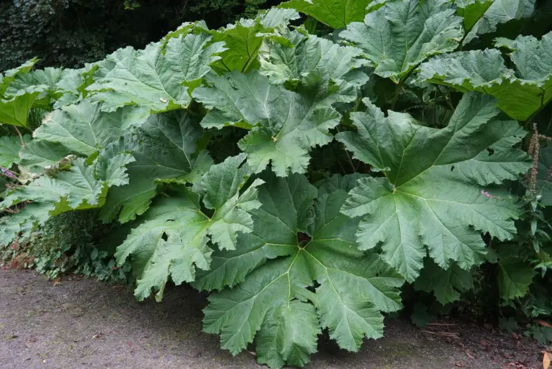 Giant-Rhubarb