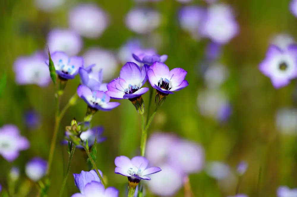 Gilia tricolor (Bird’s Eyes)