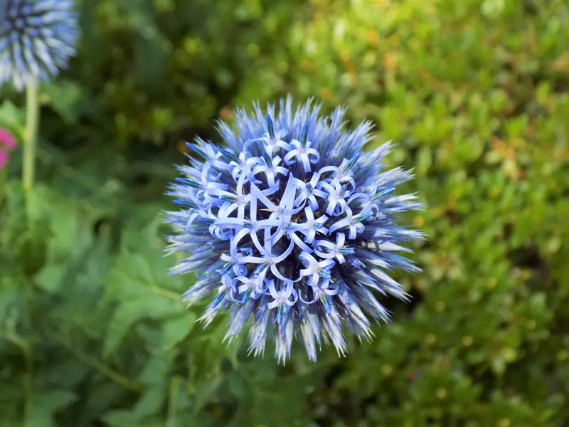 Globe-Thistle-02