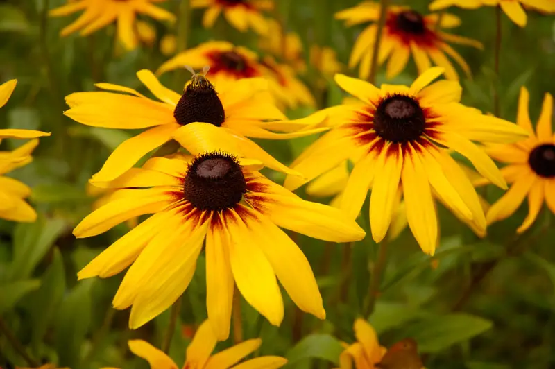 Gloriosa Daisies