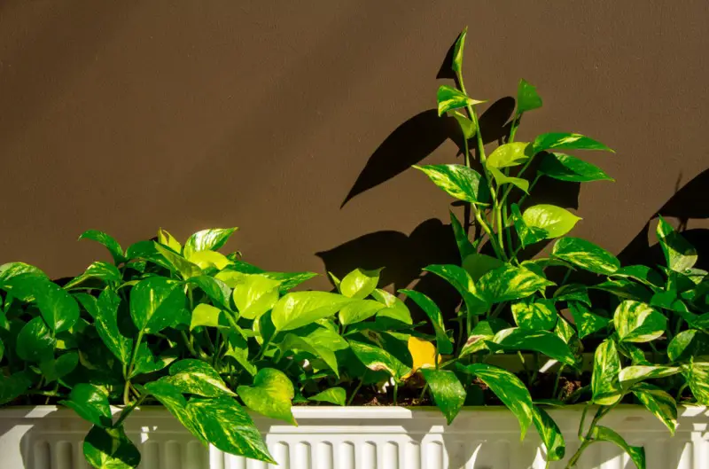 Golden-Pothos