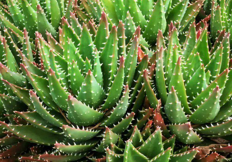 Golden-toothed aloe