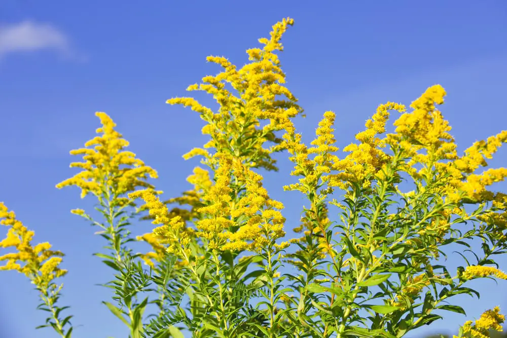 Goldenrod