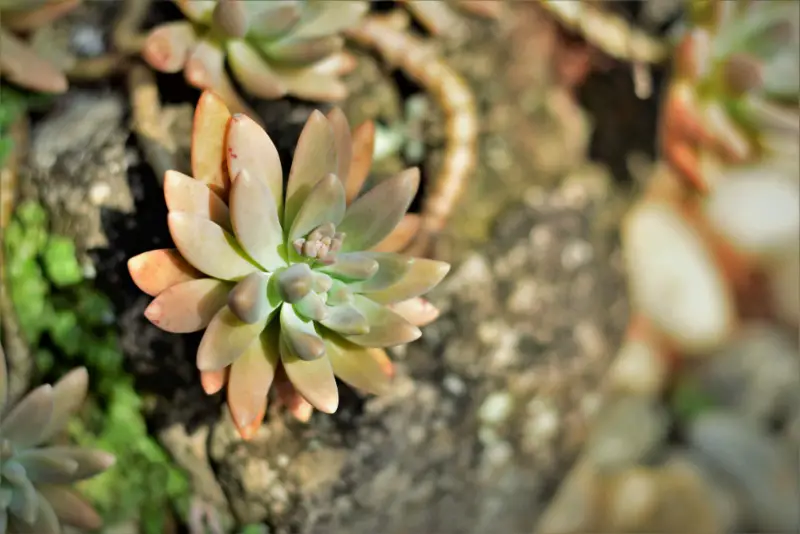 Graptosedum ‘Bronze’