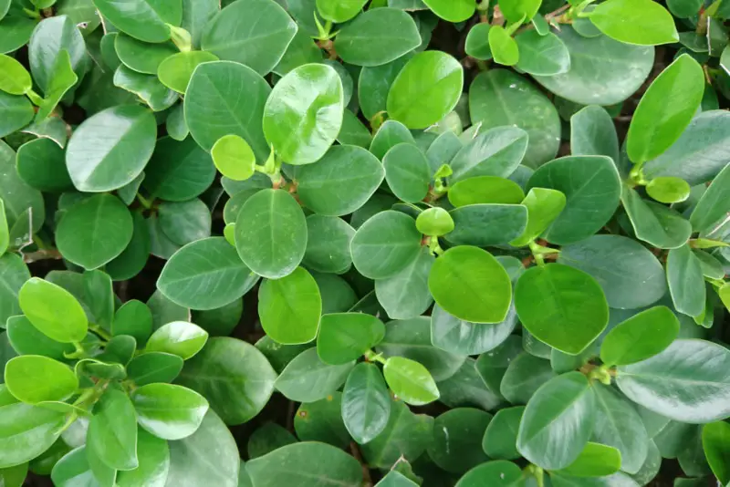 Green-Island-Ficus-(Ficus-microcarpa)