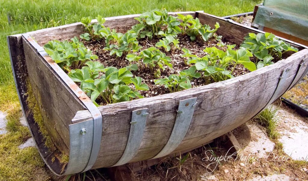 Half-Barrell-for-garden