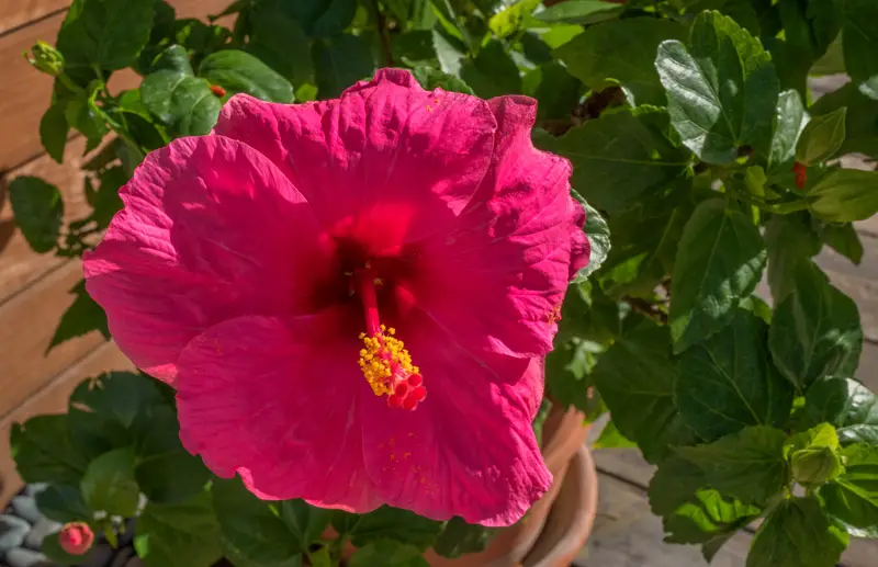 Hawaiian-Hibiscus-02