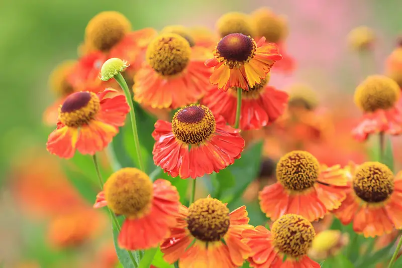 Helenium