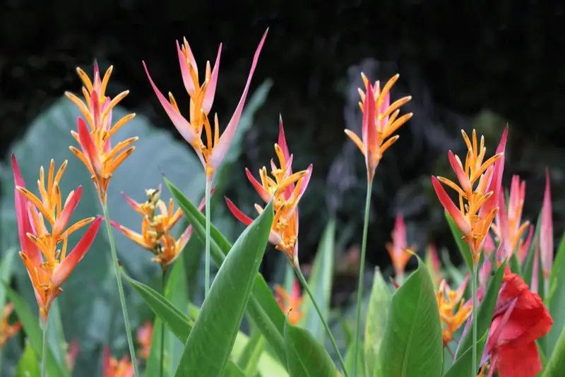 Heliconia Plant