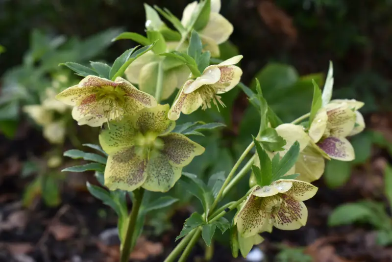 Hellebore