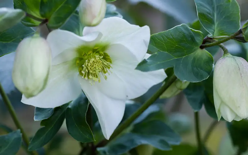 Hellebore-Christmas-Rose-01