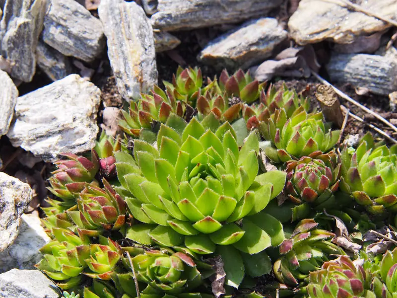 Hens-and-Chicks
