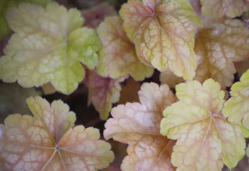 Heuchera