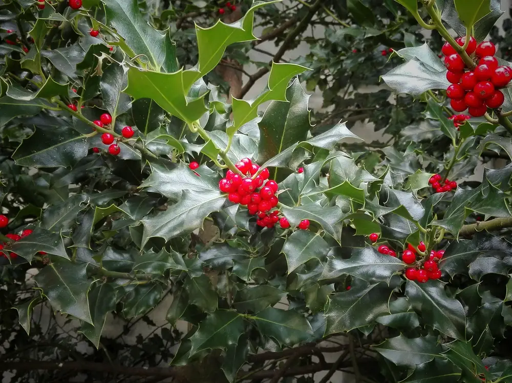  Holly is a festive plant with bright green leaves and red berries. Holly loves full sun and moist soil. If you love the look of red berries on your Holly bush, make sure you get the “female” variety, as only those produce berries.