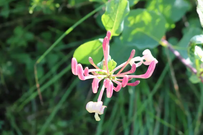 Honeysuckle-02