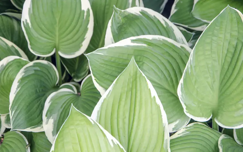 Hosta-02