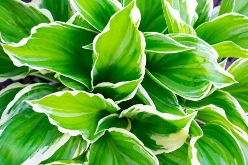 Hosta