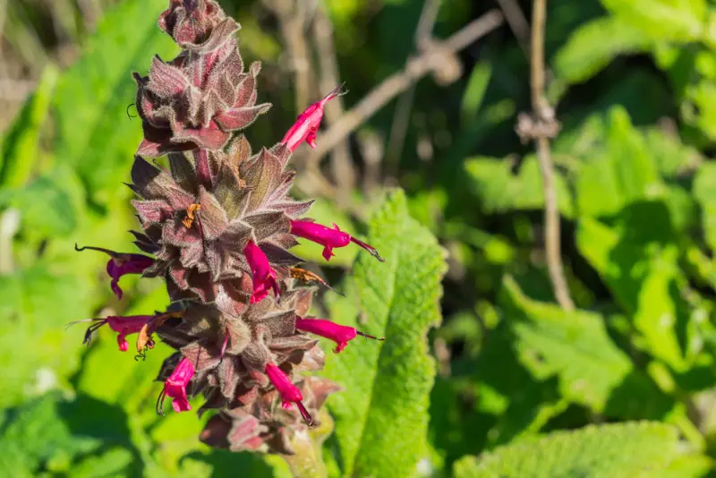 Hummingbird-Sage