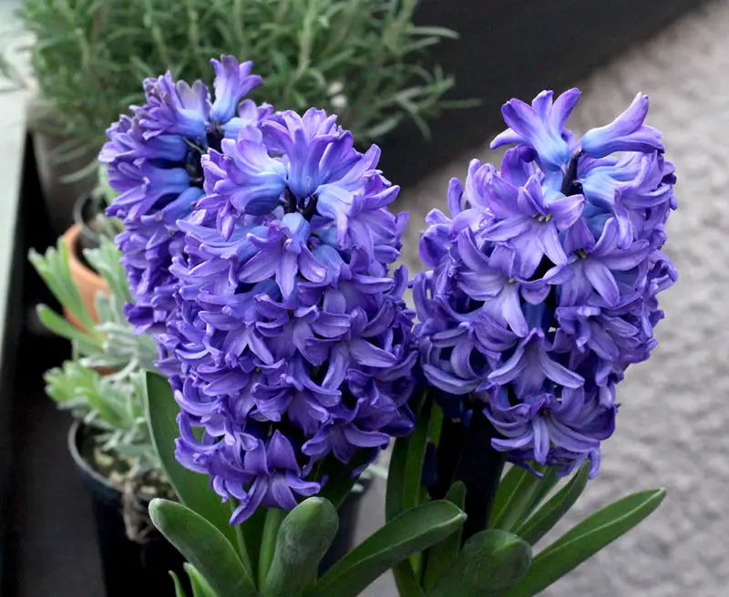 Hyacinth