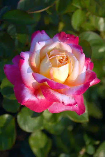 Hybrid Tea Rose