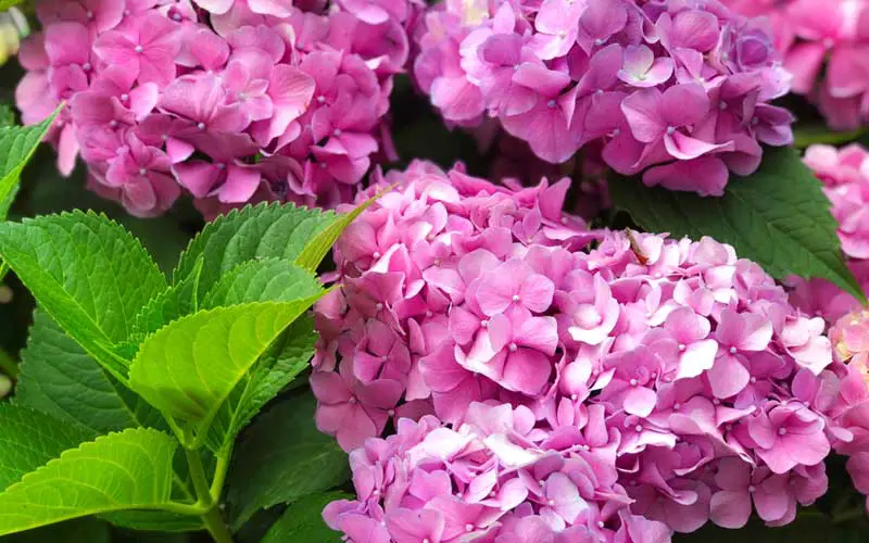 Hydrangea Bush