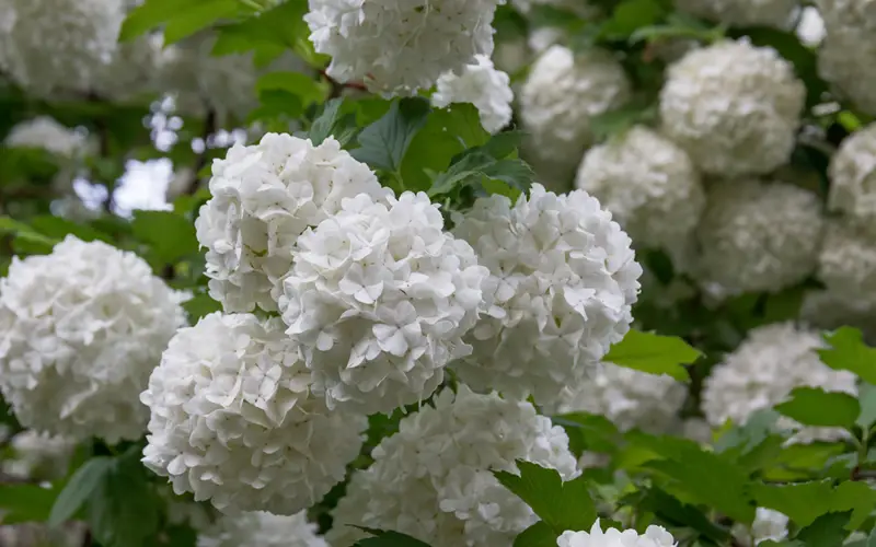 Hydrangea-Arborescens-01