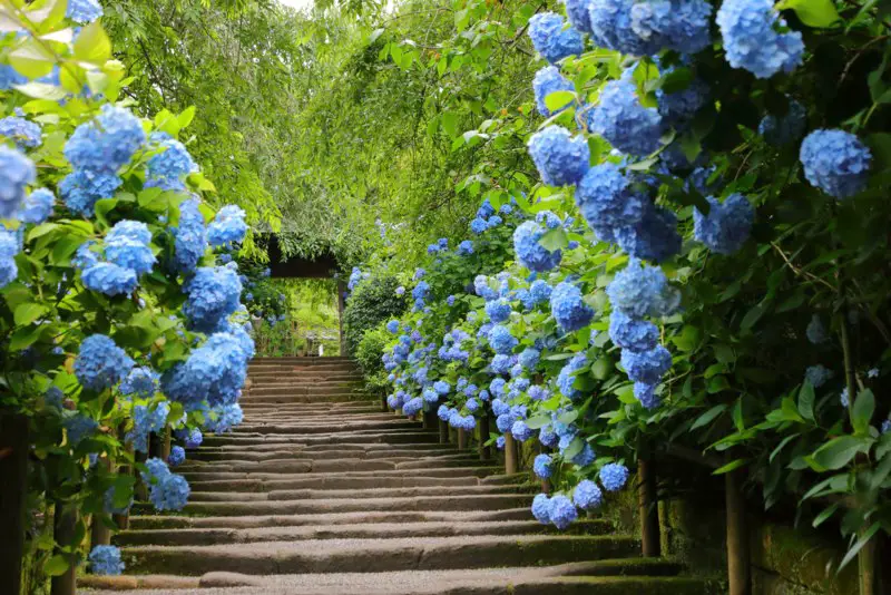 Hydrangeas