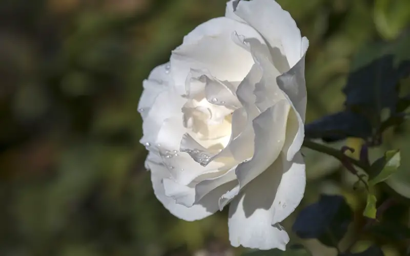 Iceberg-Rose-01