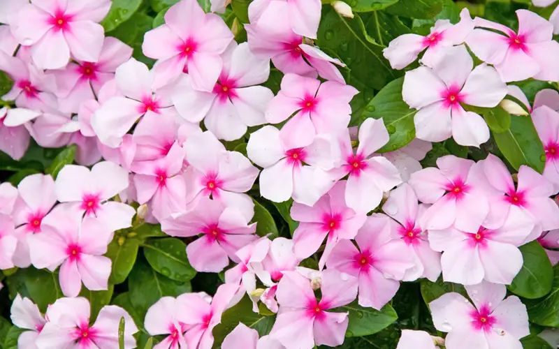 Impatiens-01