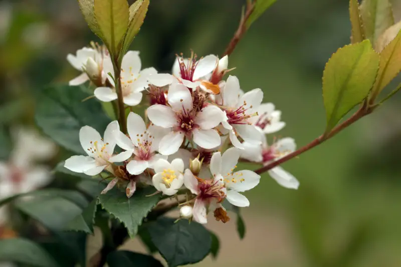 Indian Hawthorne