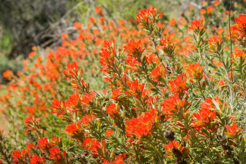 Indian-Paintbrush