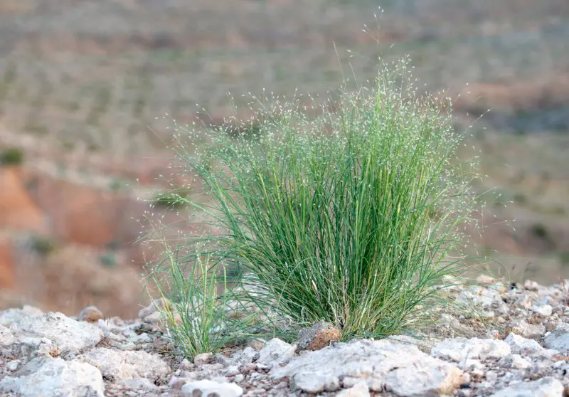 Indian-Ricegrass