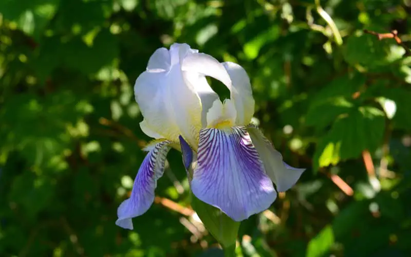 Iris Closeup