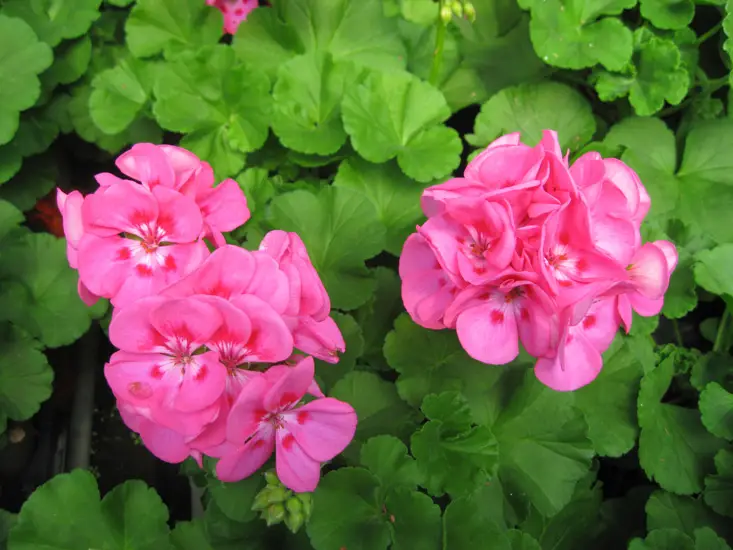 Ivy-Leaf Geranium-01