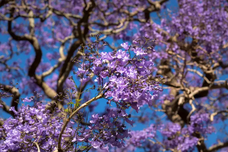 Jacaranda